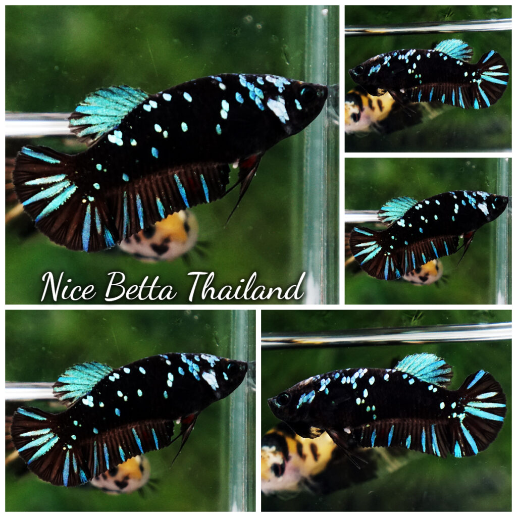 Jual ikan cupang avatar black star galaxynebula Kota Bekasi Bettalavender Tokopedia #31 Jual ikan cupang avatar black star galaxynebula Kota Bekasi Bettalavender Tokopedia